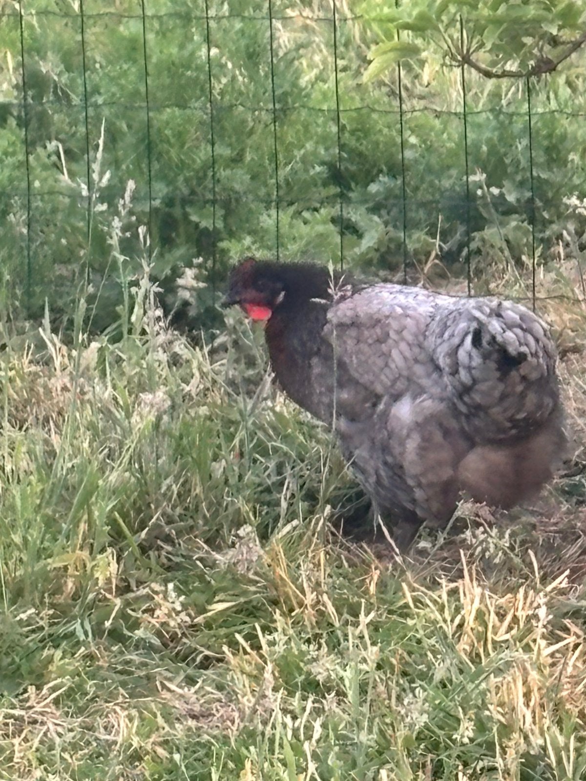 Blauwe Orpington hen, Vrouwelijk, Kip