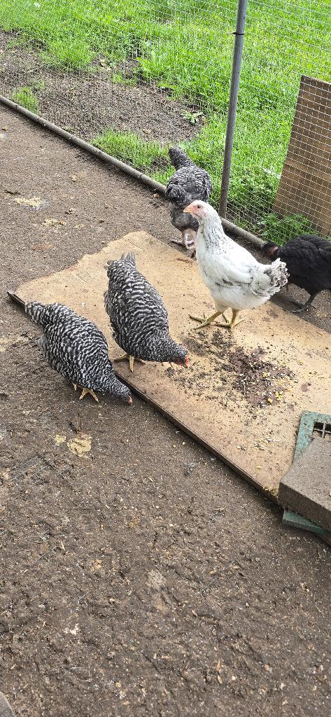 Jonge Kippen, Dieren en Toebehoren, Meerdere dieren, Kip