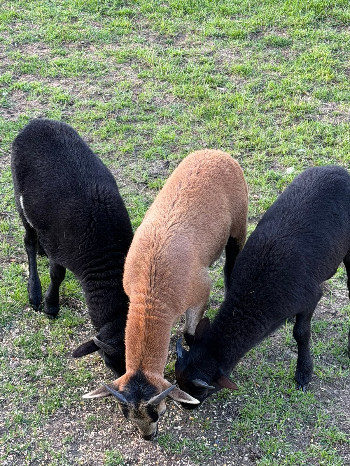 3 kameroen bokjes - 2 zwart - 1 bruin, Mâle, Mouton, 0 à 2 ans