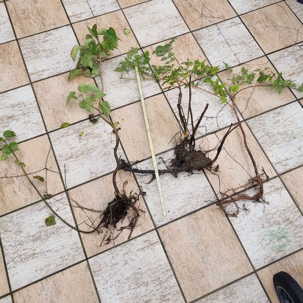 3 tuinplanten, Prijs voor alledrie, DRINGEND WEG, Enlèvement ou Envoi