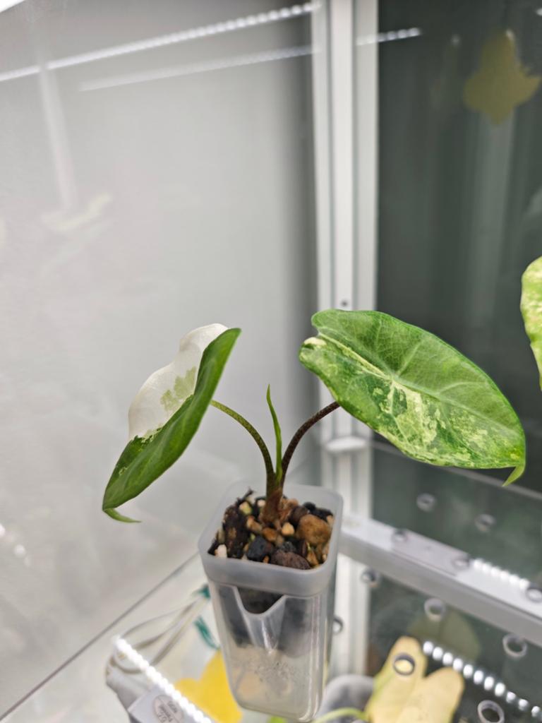 Alocasia longiloba albo, Enlèvement