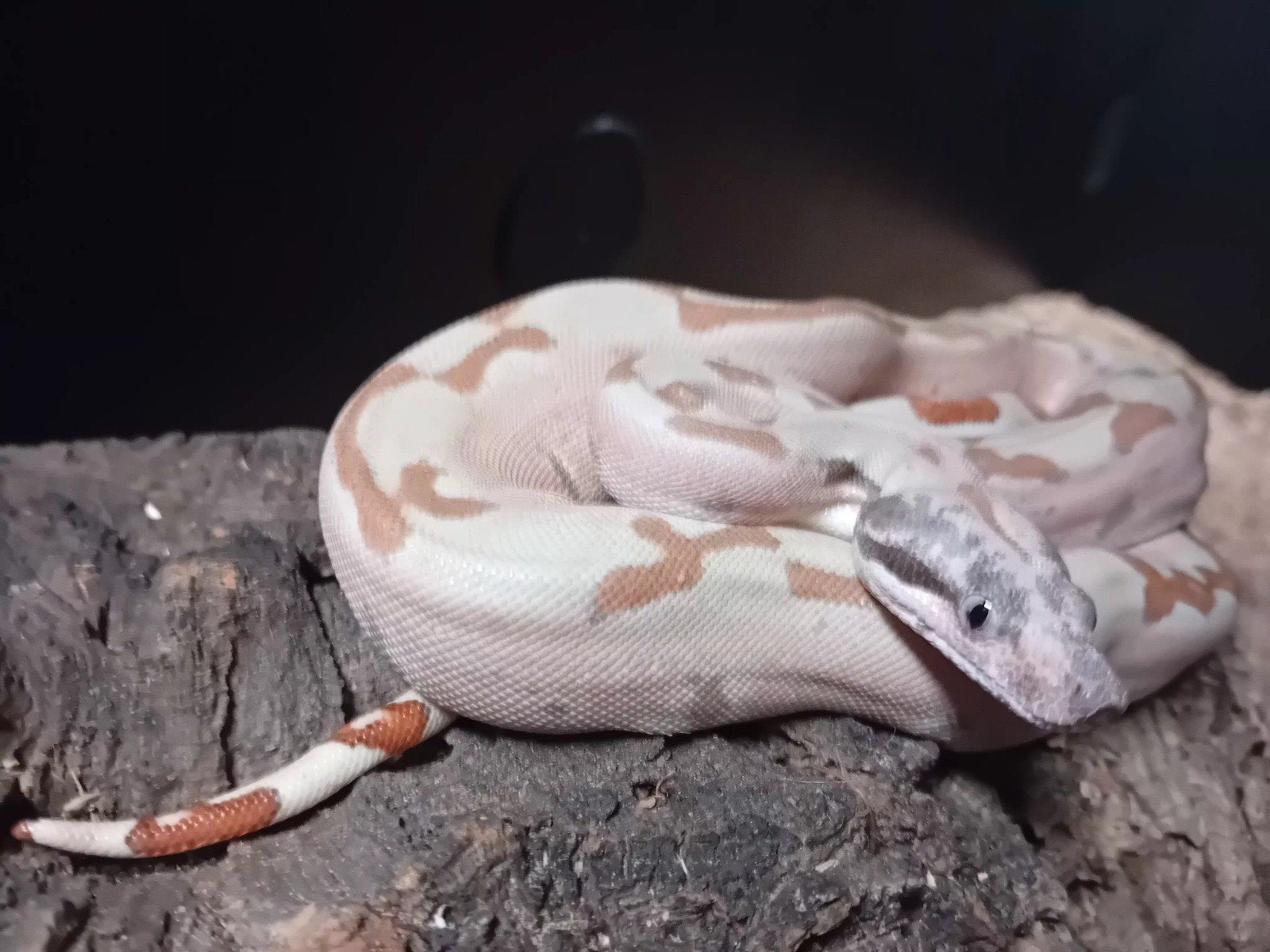 1.0 hypo labyrinth het vpi 50%het snow, Dieren en Toebehoren, Slang, Tam, 0 tot 2 jaar