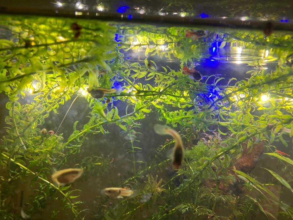 Jonge endler guppy’s, Dieren en Toebehoren, Vissen | Aquariumvissen, Vis, Zoetwatervis, Schoolvis