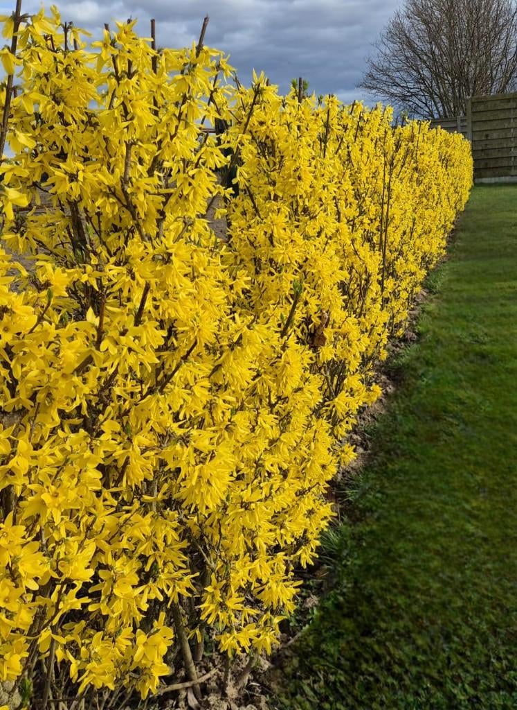 Forsythia (riemst), Tuin en Terras, Ophalen