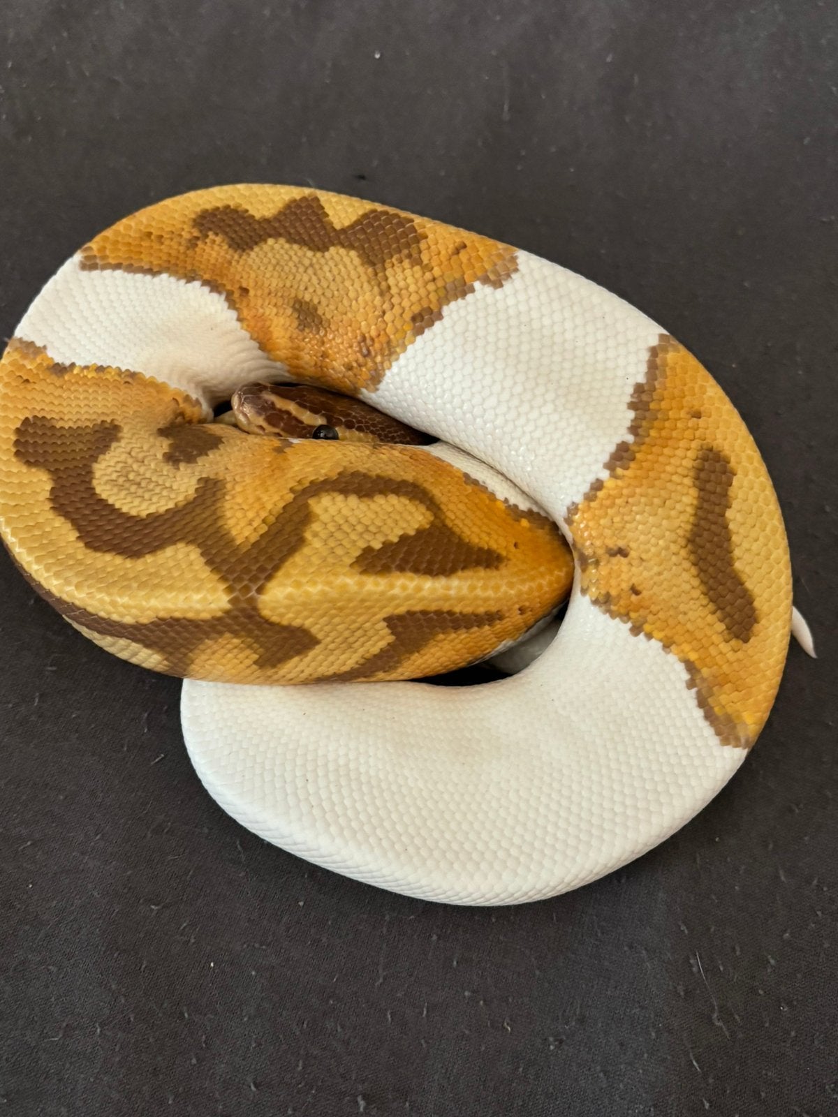 Ballpython 0.1, Animaux & Accessoires