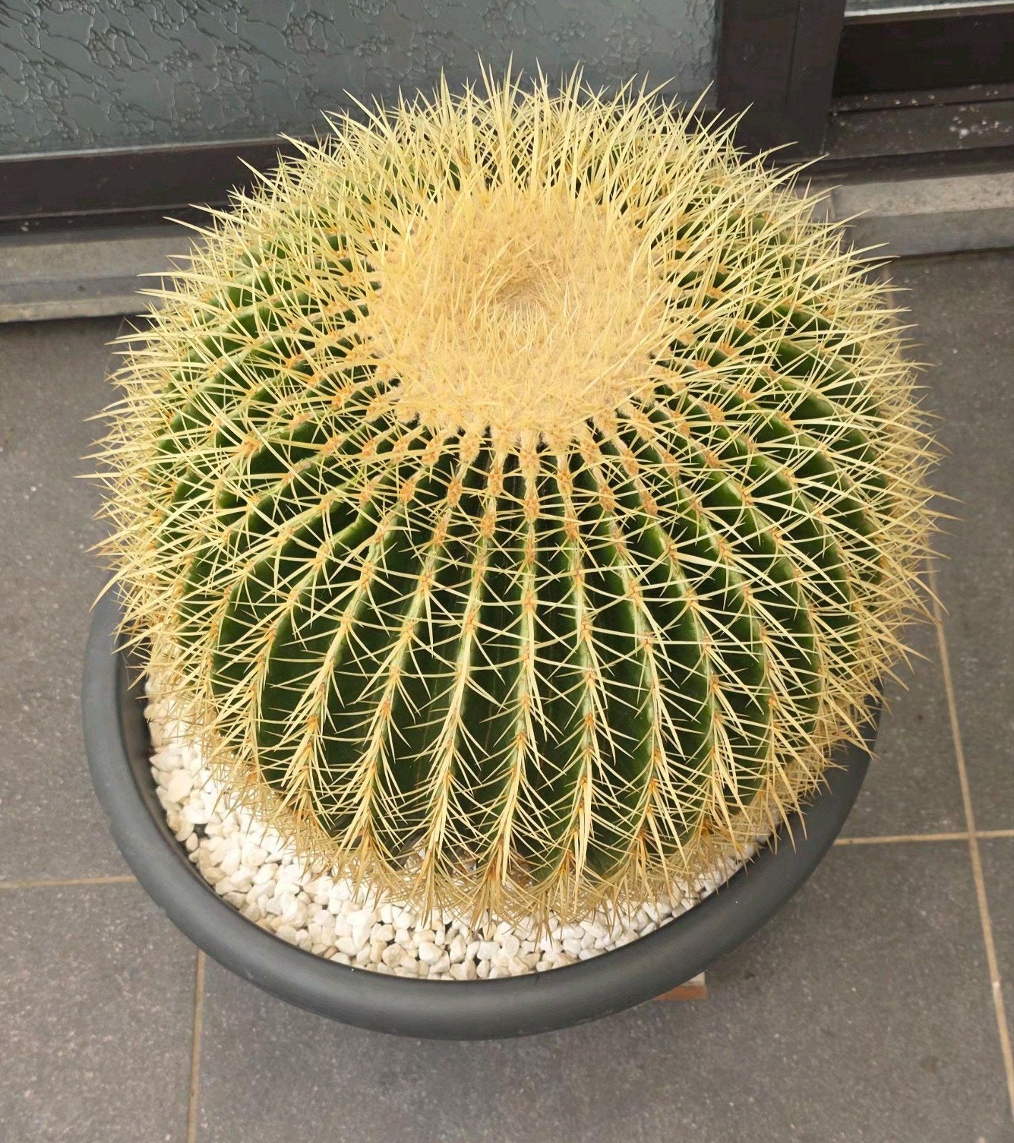 Cactus - chaise de belle-mère, Enlèvement, Rond, Moins de 60 cm, 30 à 60 cm