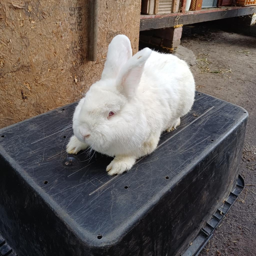 2 witte nieuw zeelander konijnen, Dieren en Toebehoren, Konijnen