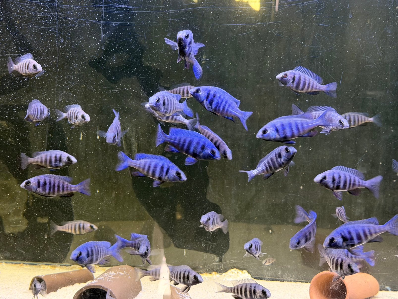 Placidochromis sp phenochilus tanzania, Dieren en Toebehoren, Vissen | Aquariumvissen