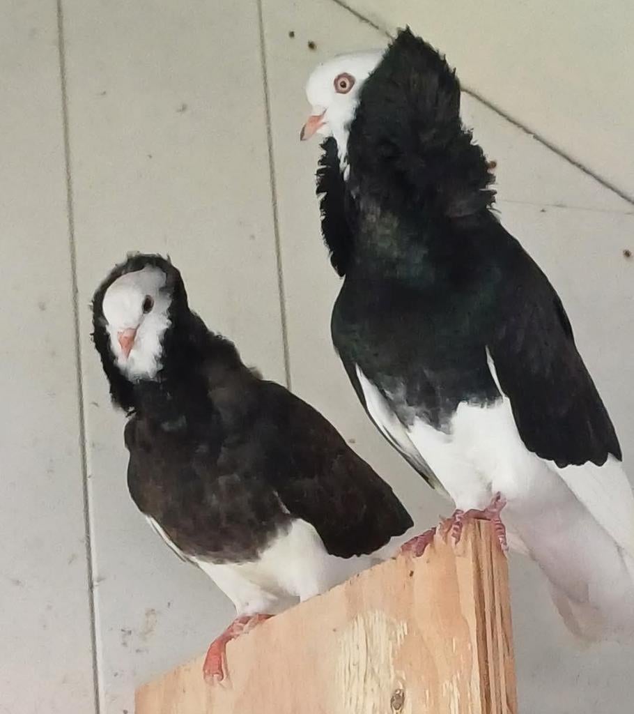Te koop gevraagd: 2 ZWARTE KAPUCIJN DOFFERS