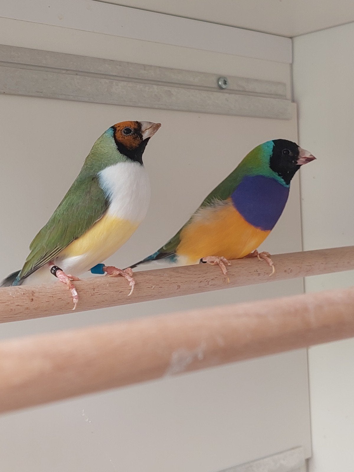 Mooi  koppel  gouldamadines van 25 natuurbroed
