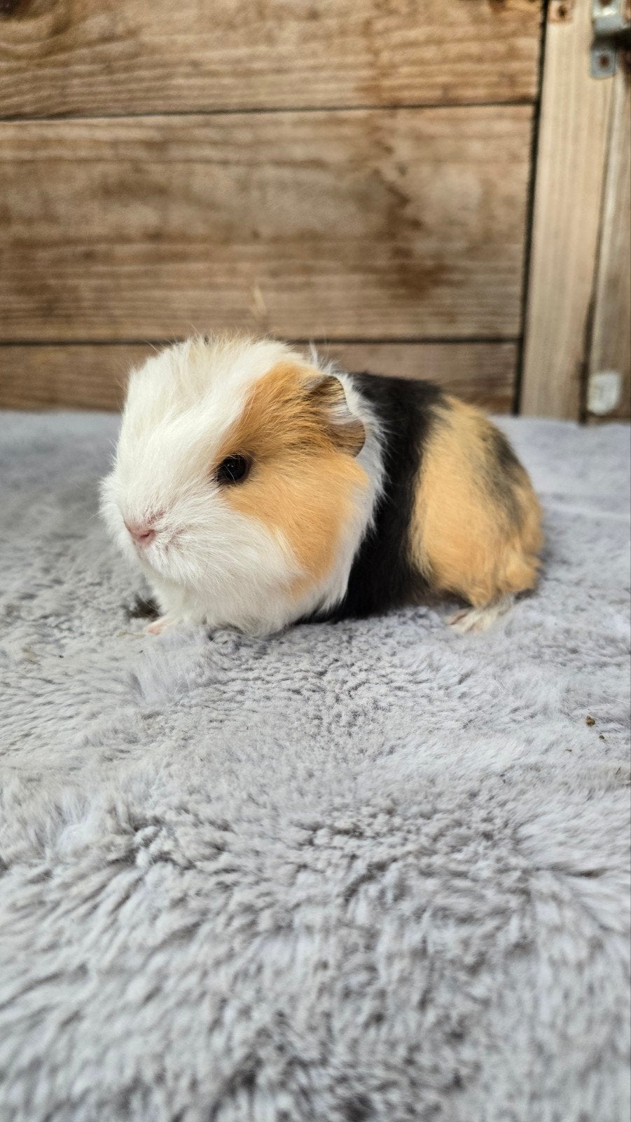 ch teddy cavia's, Dieren en Toebehoren, Oktober, Meerdere dieren, Cavia