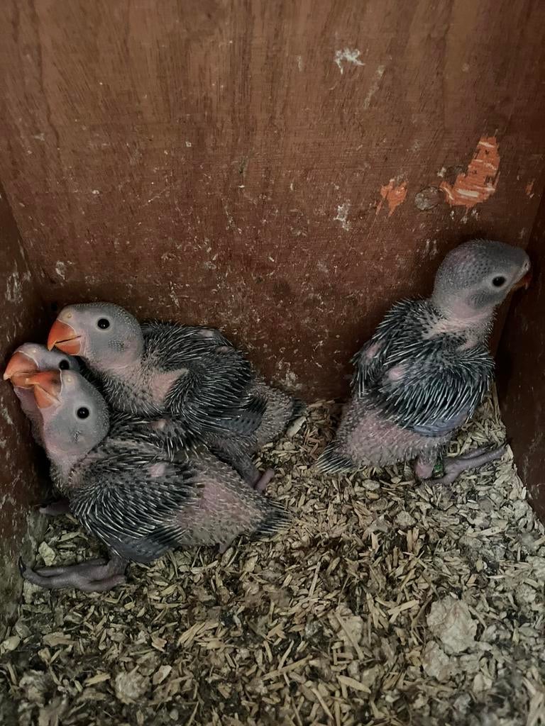 8 jonge halsband parkieten, Dieren en Toebehoren