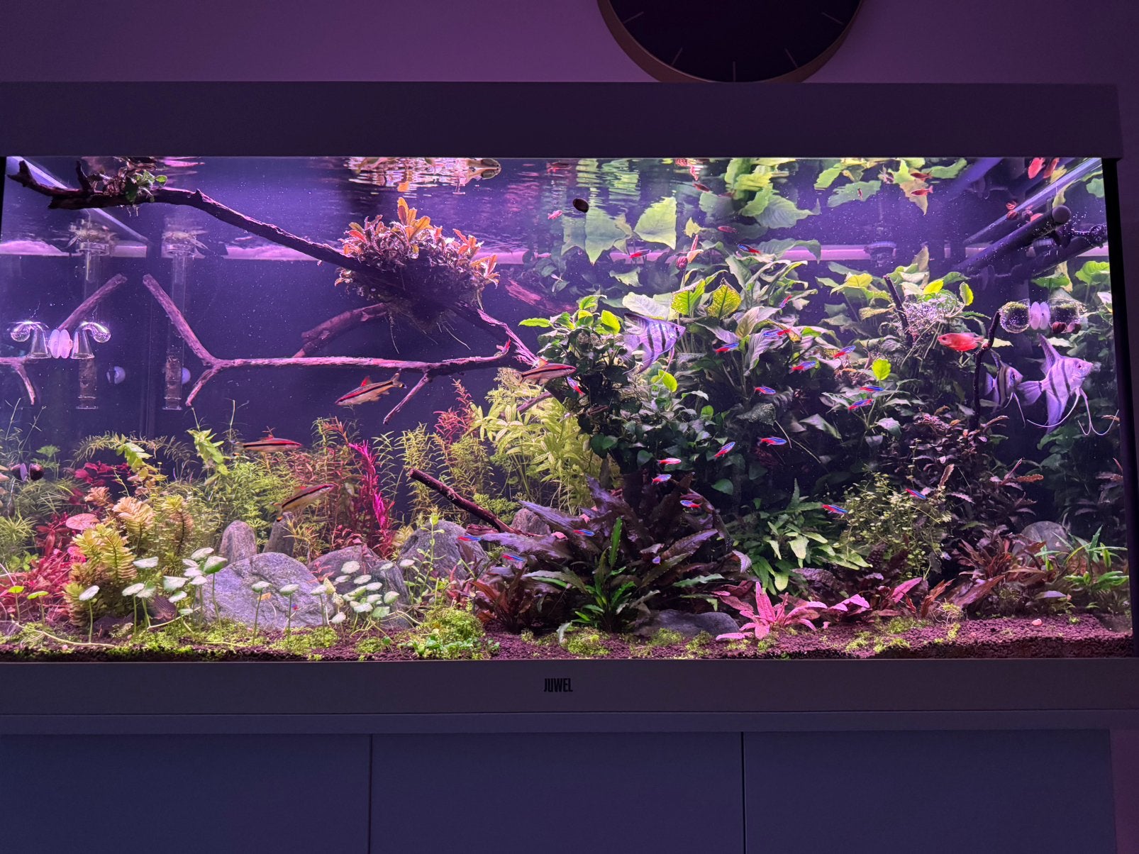 Plantes de coupe de cheveux pour aquarium, Enlèvement, Comme neuf