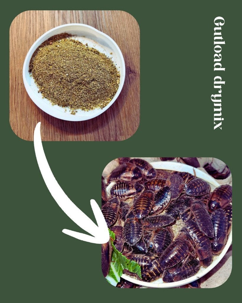 GUTLOAD DRYMIX – VOEDING VOOR GEZONDE VOEDERINSECTEN