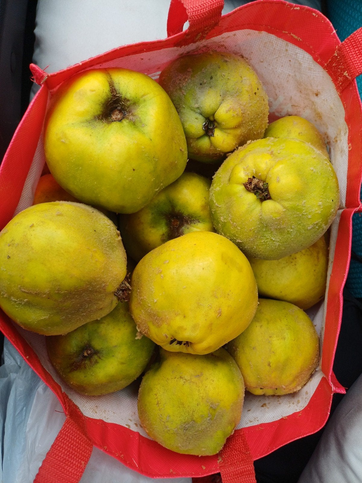 coings à vendre 0,50 euro l'unité, Divers, Enlèvement