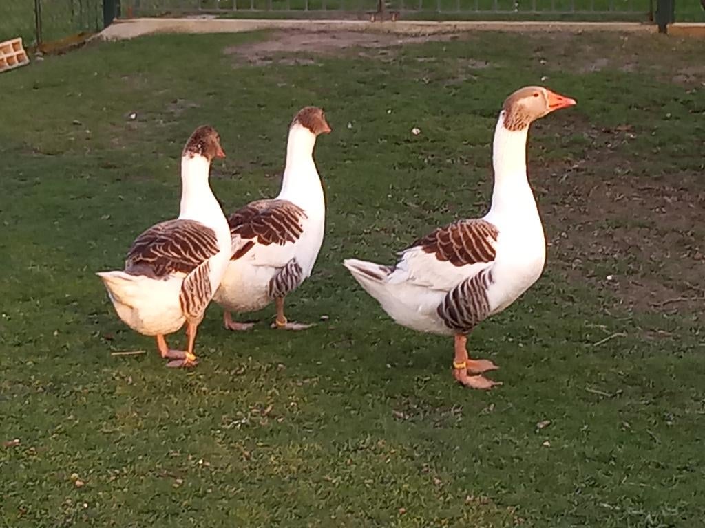 Œufs fécondés d’oies flamandes, Oie ou Cygne