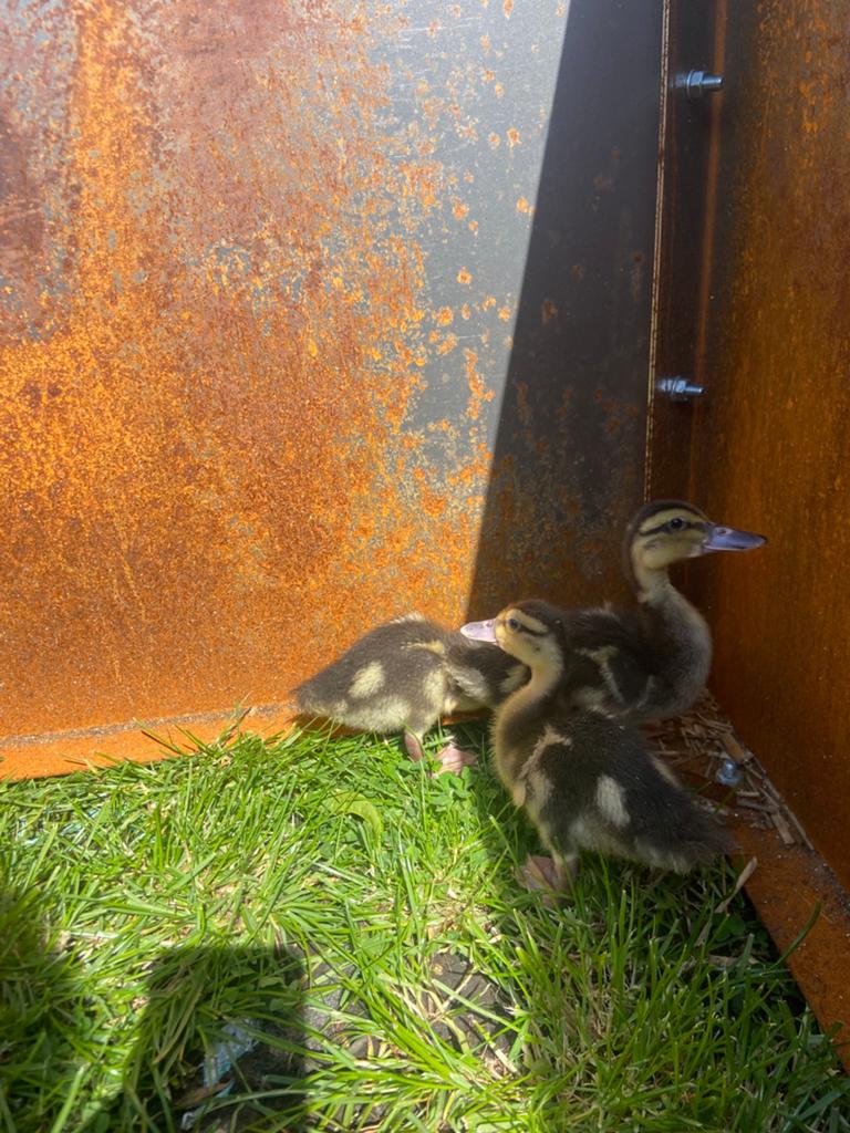 Canetons Colvert, Sexe inconnu, Canard