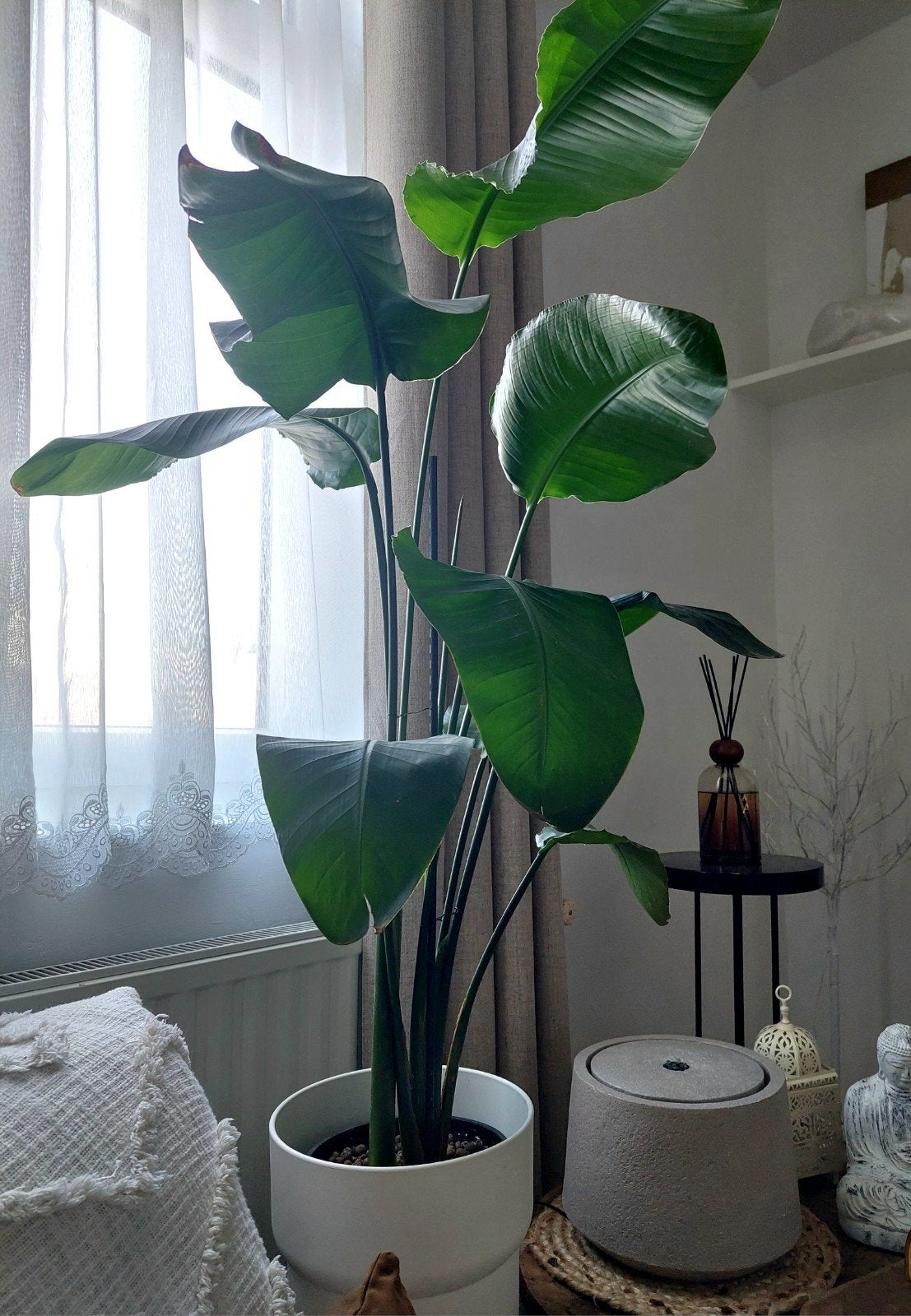 1 Strelitzia (Plante du paradis) + cache-pot, Maison & Meubles, Enlèvement