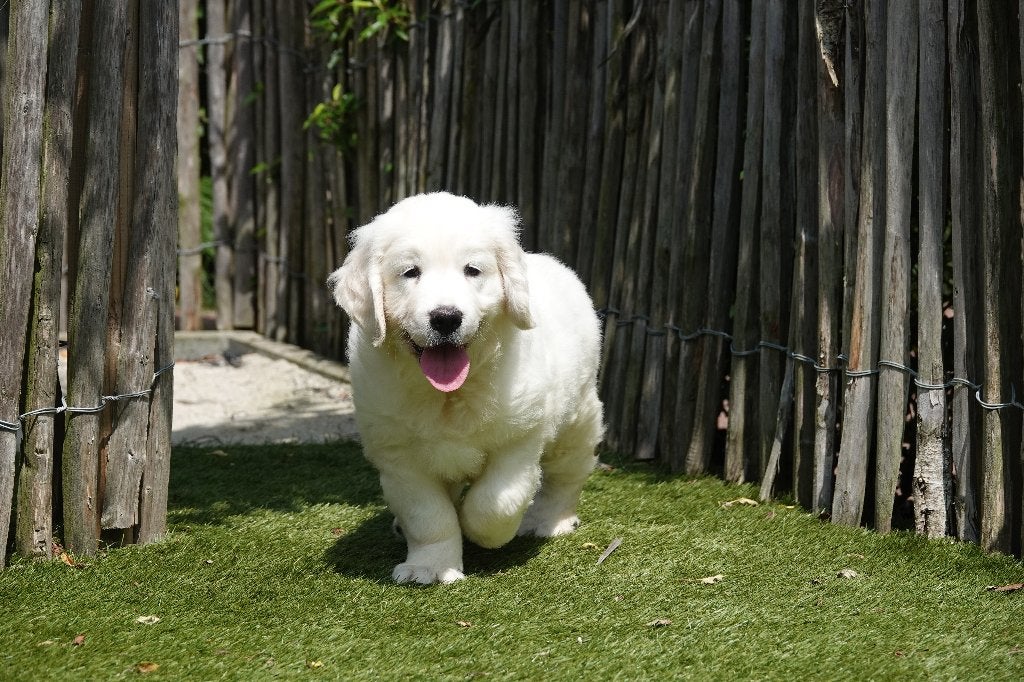 Prachtige Golden Retriever pups, met stamboom, Golden retriever, België, Parvo, 8 tot 15 weken