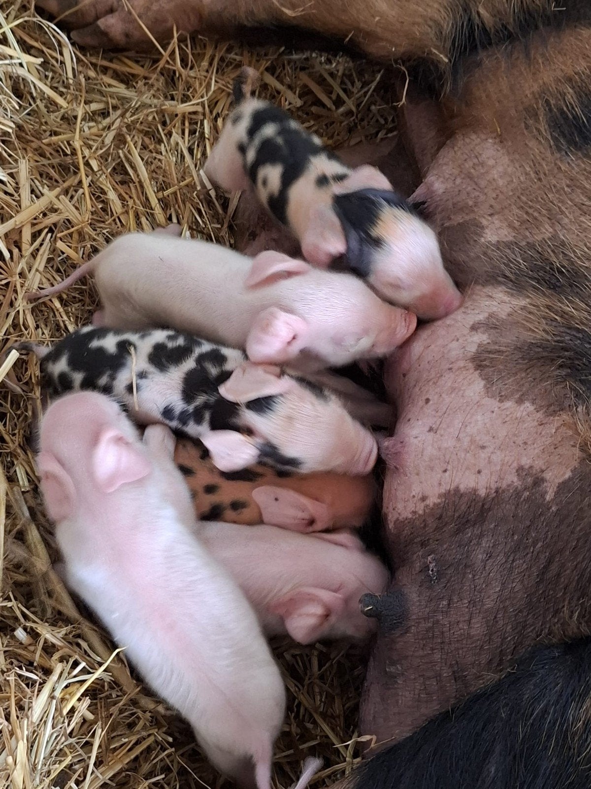 biggen, Plusieurs animaux, Porcs, 0 à 2 ans