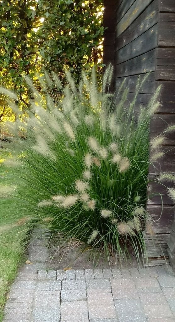 40 Jonge scheuten lampenpoetsergras uit volle grond., Tuin en Terras, Planten | Tuinplanten, Ophalen, Lente, Vaste plant, Volle zon