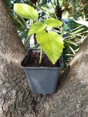 Paulownia tomentosa - kleine boompjes beschikbaar, Tuin en Terras, Overige soorten, Lente, 250 tot 400 cm, Ophalen