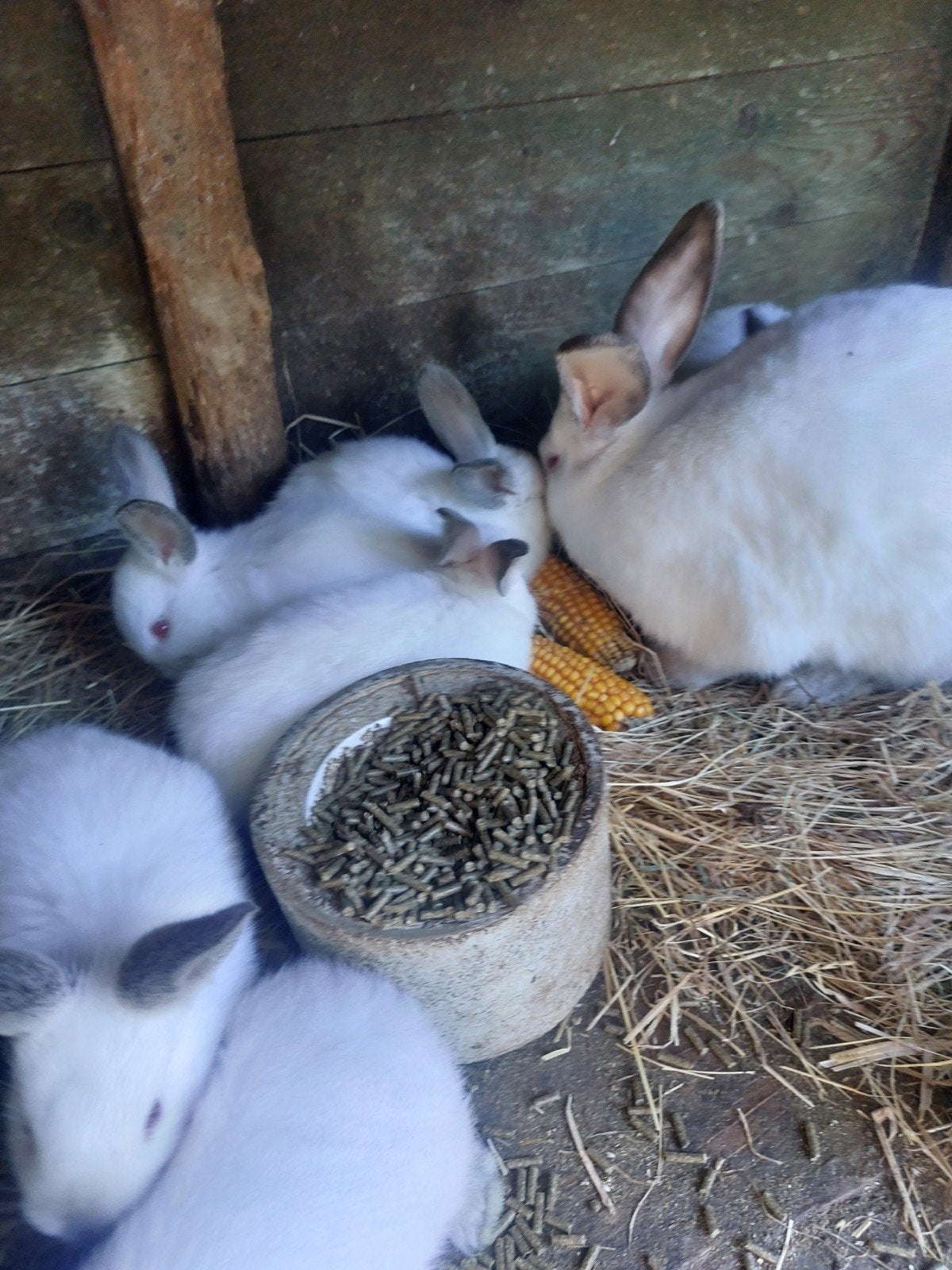 te koop.jonge californiers., Dieren en Toebehoren
