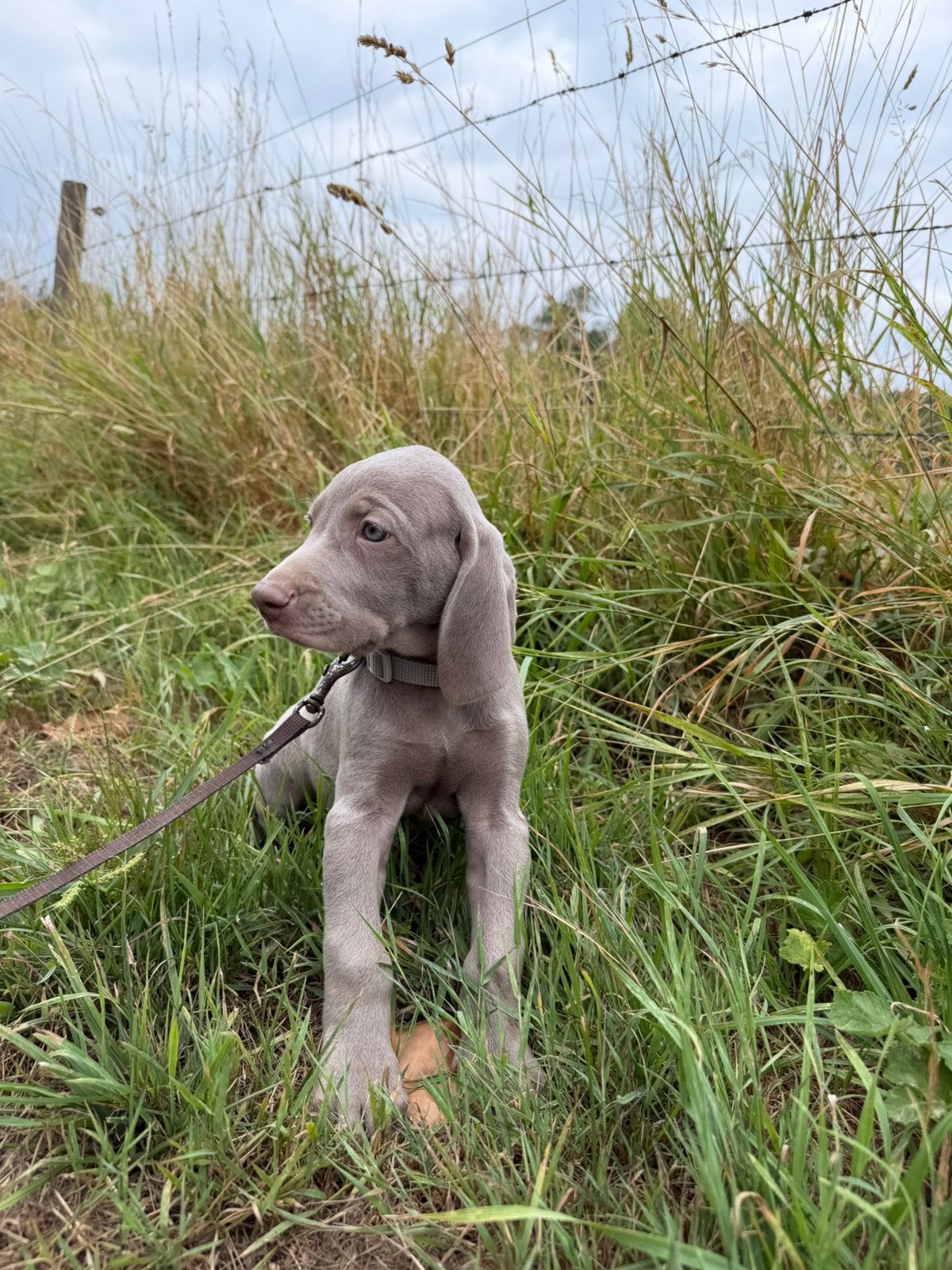 Weimaraner puppies, Dieren en Toebehoren, België, Fokker | Hobbymatig, Overige rassen, 8 tot 15 weken