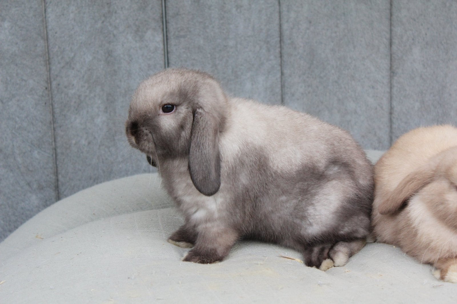 Raszuivere minilop voedster, Femelle, Petit, Oreilles tombantes, 0 à 2 ans