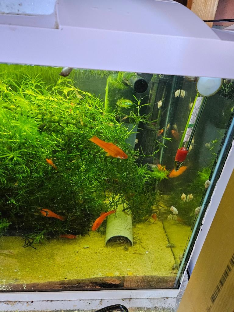Zwaardragers en guppy te koop, Dieren en Toebehoren, Vis, Zoetwatervis, Schoolvis