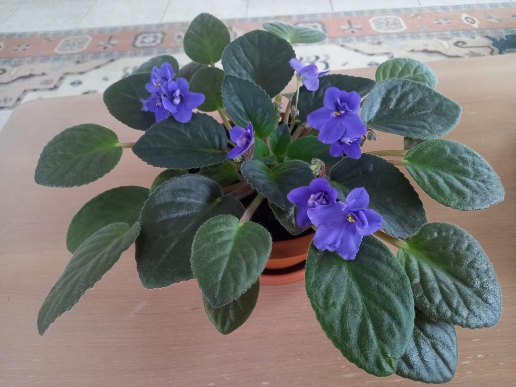 fleurs violettes, Autres espèces, En pot, Plein soleil, Plante à fleurs