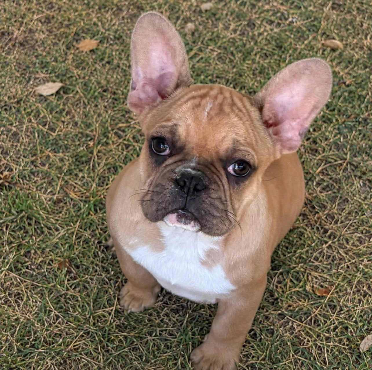 franse bulldog pups,fawn,teefje, Dieren en Toebehoren, België, 8 tot 15 weken, Teef, CDV (hondenziekte)