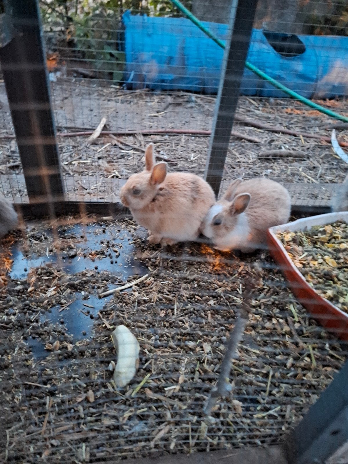 4 dwergkonijnen, Dieren en Toebehoren, Konijnen, Meerdere dieren, Dwerg, 0 tot 2 jaar