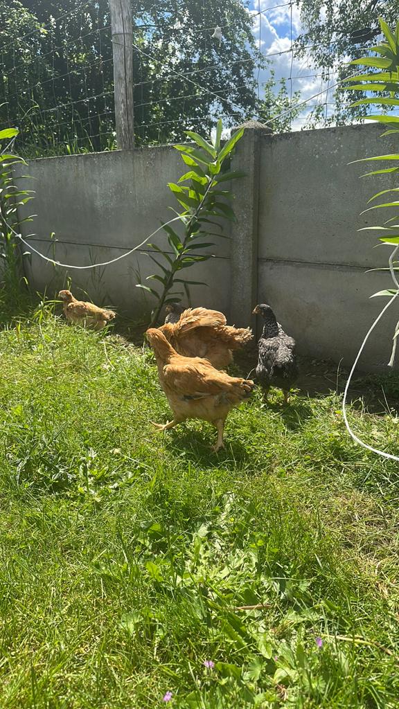 Poulets, Poule ou poulet