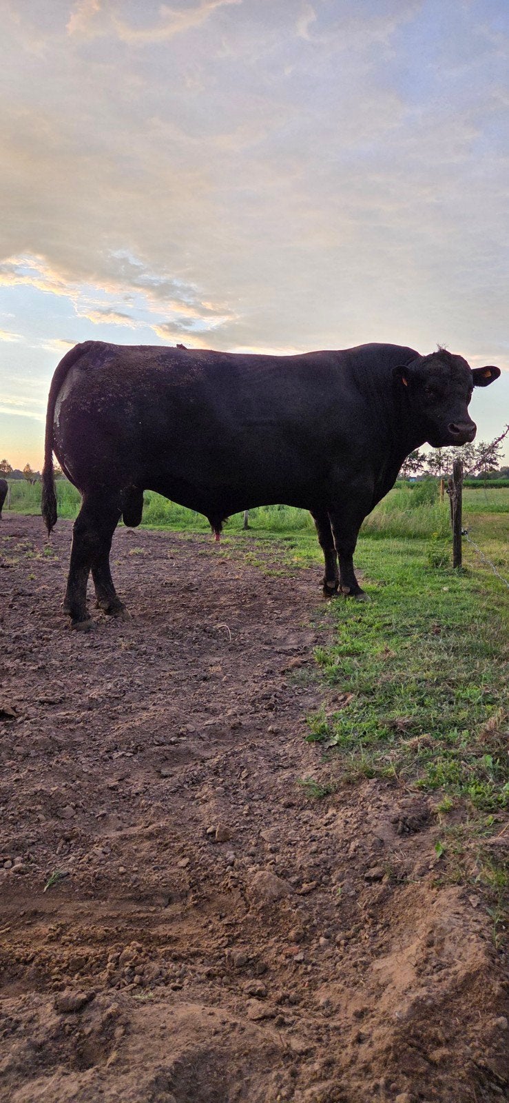 Deckbull Angus, Mâle, 3 à 6 ans