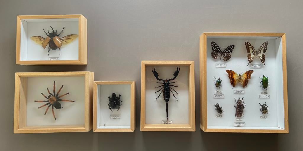 Mooie insecten, vissen, (taxidermi) fossielen, Ophalen