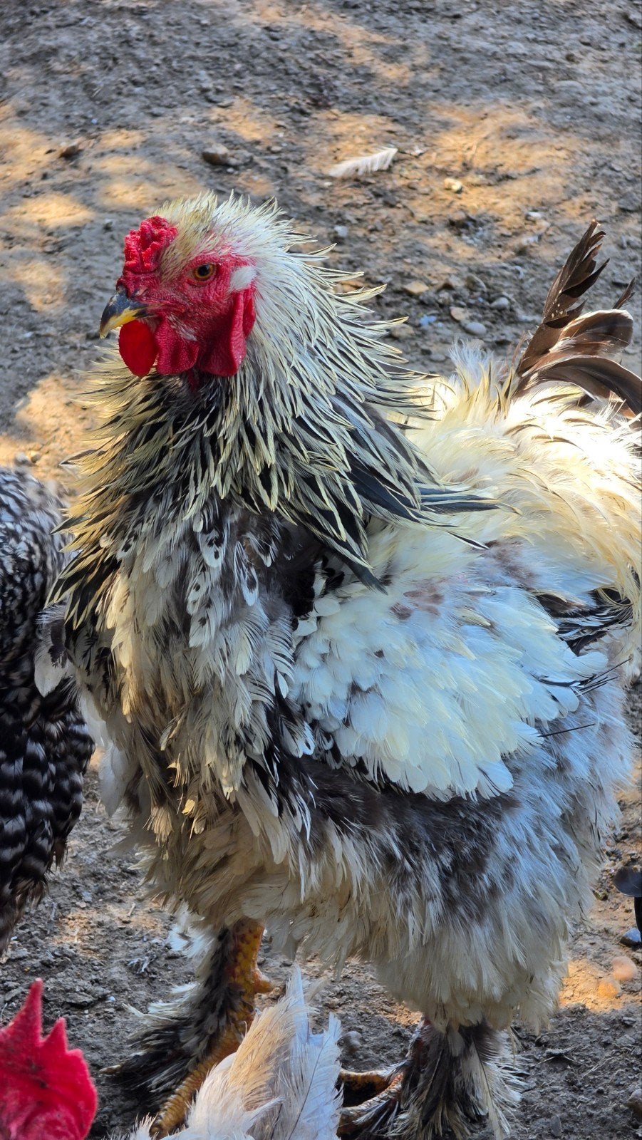 Uitzonderlijke Brahma kip met krulveer - raszuiver, Dieren en Toebehoren, Kip