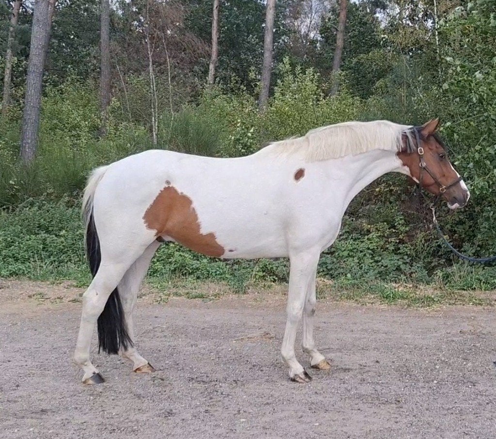 9 jarige zeer knappe bonte ruin * recreatief gereden *, Dieren en Toebehoren, Met stamboom, B, Ruin, 7 tot 10 jaar