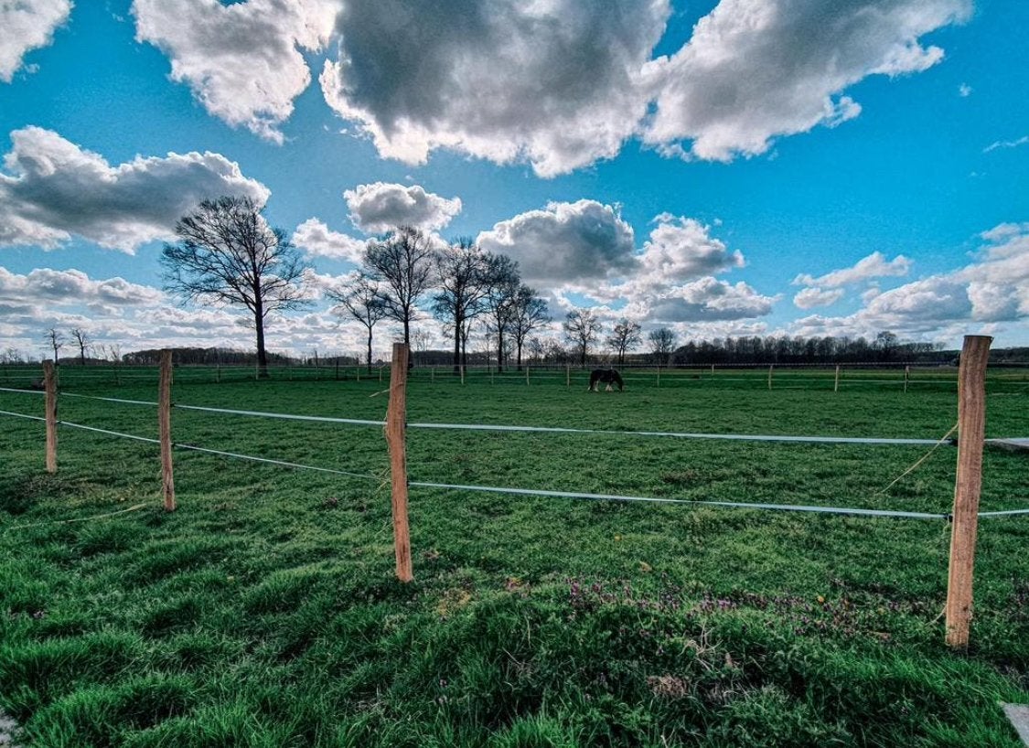 WEIDE GEZOCHT OMGEVING LUBBEEK,LINDEN,PELLENBERG,BOUTERSEM, Dieren en Toebehoren, Stalling en Weidegang