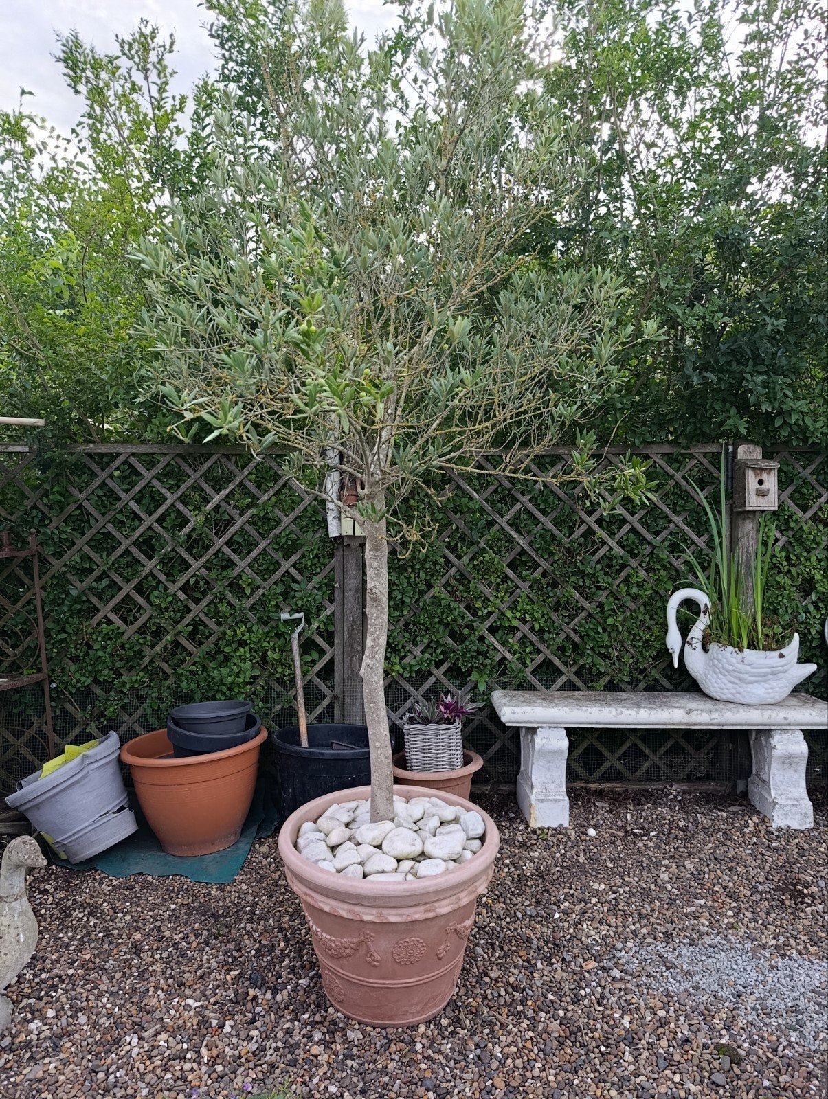 olijfboom, Tuin en Terras, Planten | Bomen, Ophalen, Olijfboom
