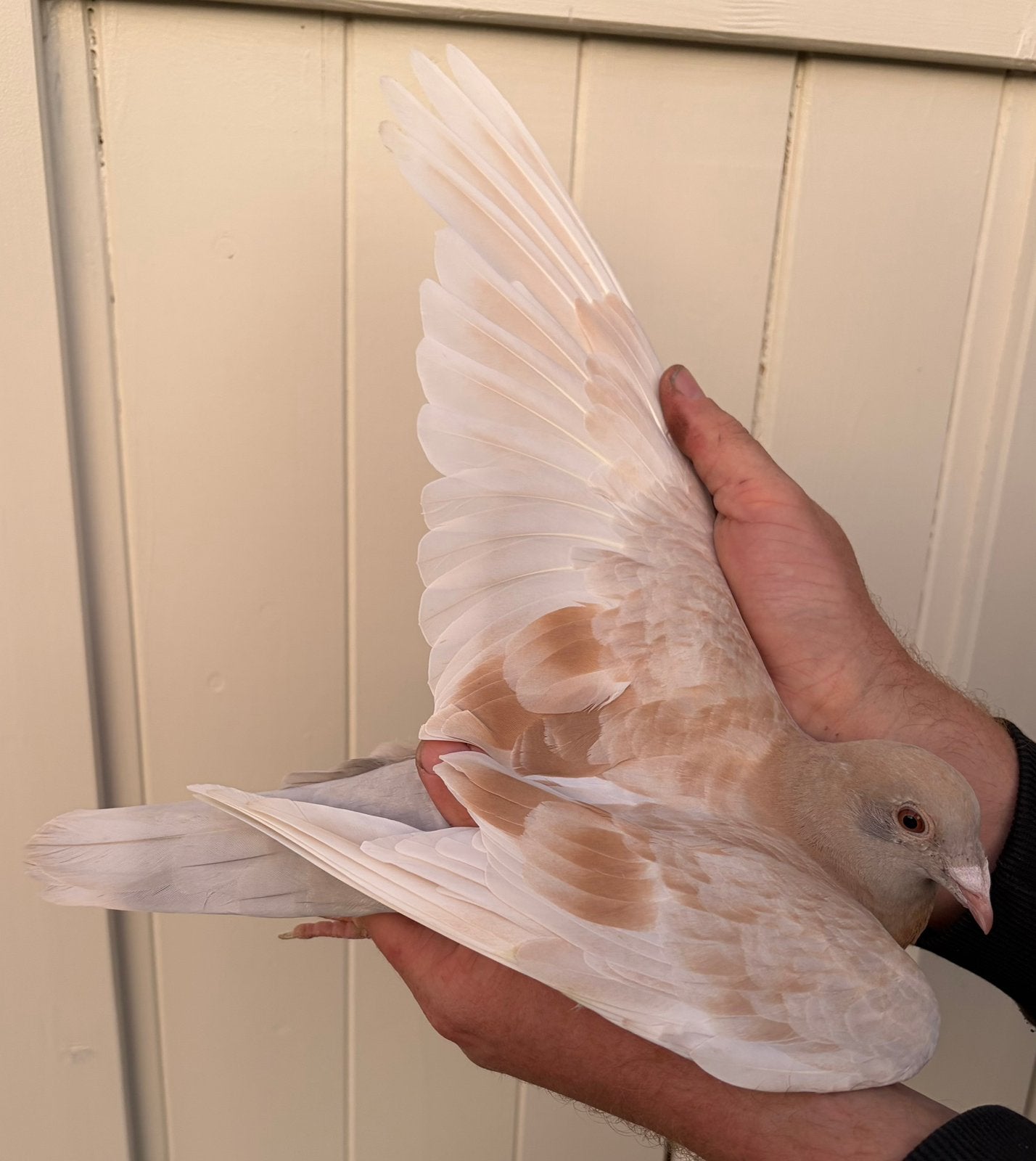 Jonge Sion duif, Animaux & Accessoires, Oiseaux | Pigeons, Pigeon voyageur