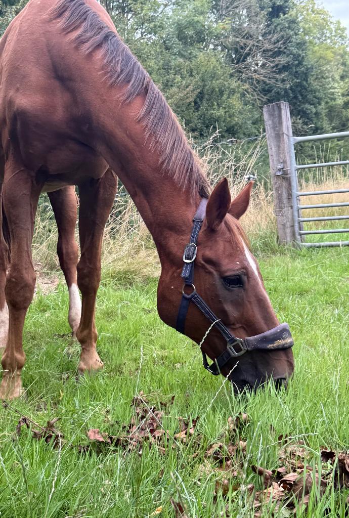 Bomproof wandelpaard/recreatiepaard/weidemaatje aangeboden, Animaux & Accessoires, Chevaux, 11 ans ou plus, Hongre, 165 à 170 cm