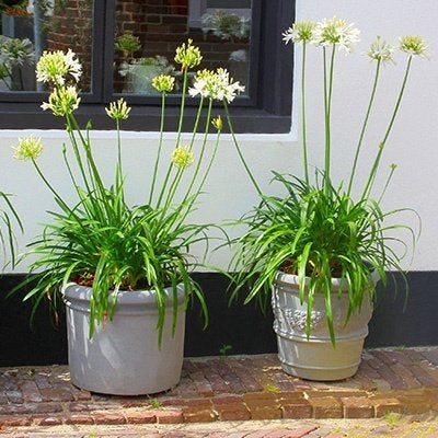 3 x agapanthus in kweekpot, Tuin en Terras, Planten | Tuinplanten, Ophalen, Vaste plant