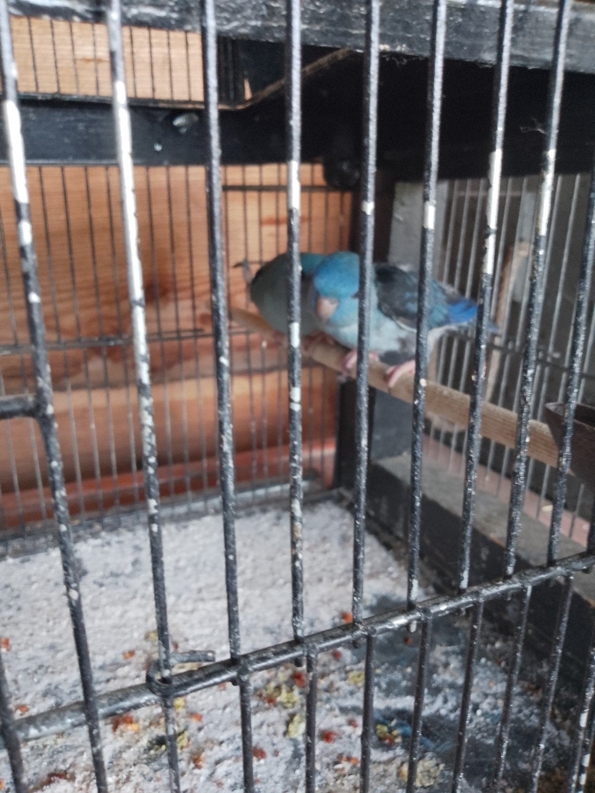 jonge catharinas, verwant, Geslacht onbekend, Parkiet