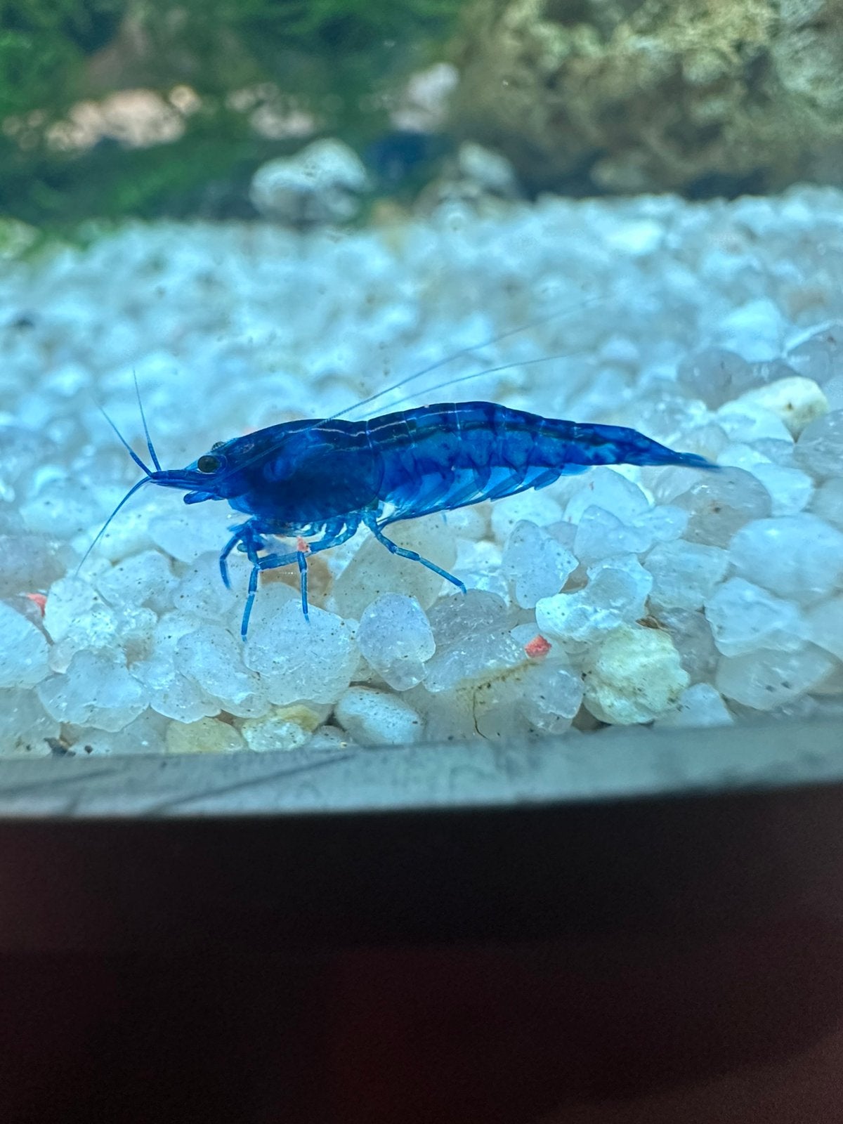 Blue dream garnalen