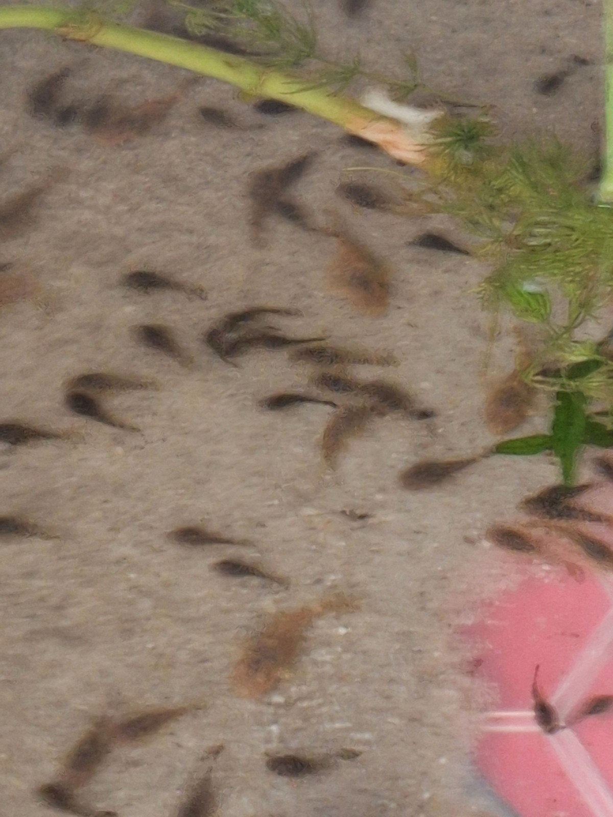 wildkleur ancistrussen, Tuin en Terras, Ophalen