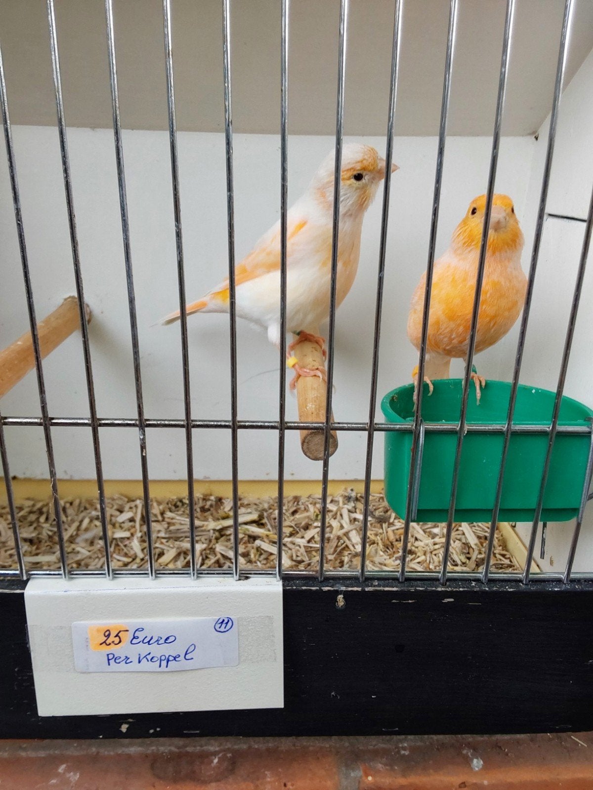 kanaries per koppel, Dieren en Toebehoren