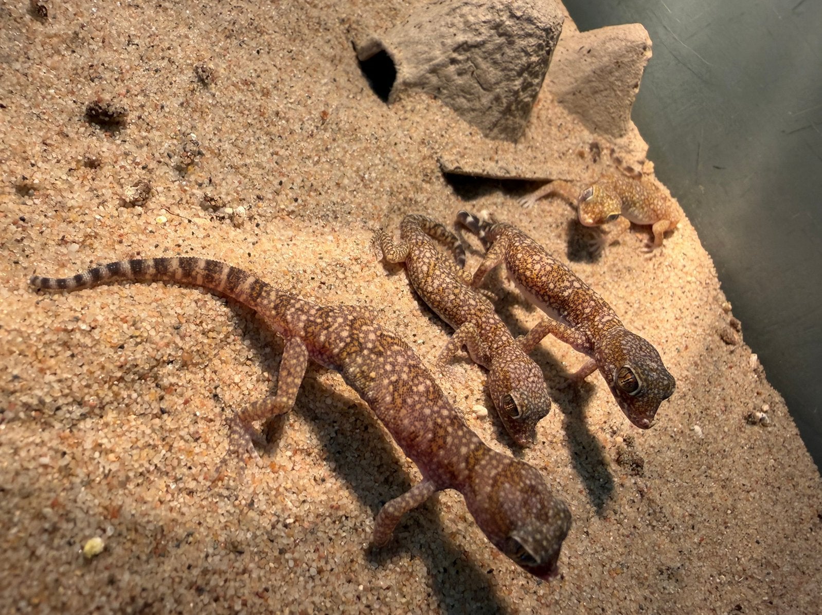 Zandgeckos ,micro gekkos, Animaux & Accessoires, Lézard, 0 à 2 ans