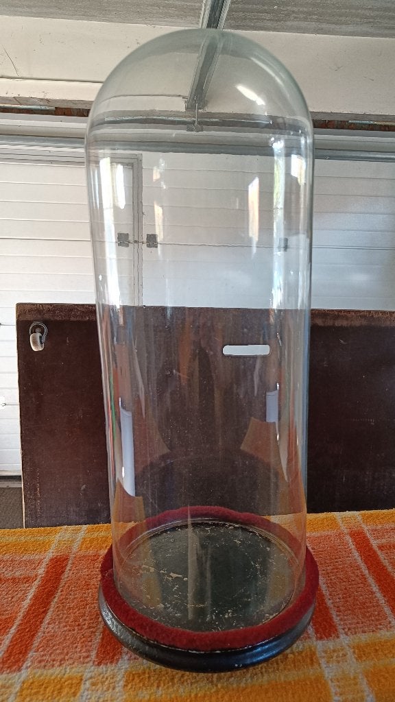 glazen stolp, Glas, Ophalen, Gebruikt, Met voet