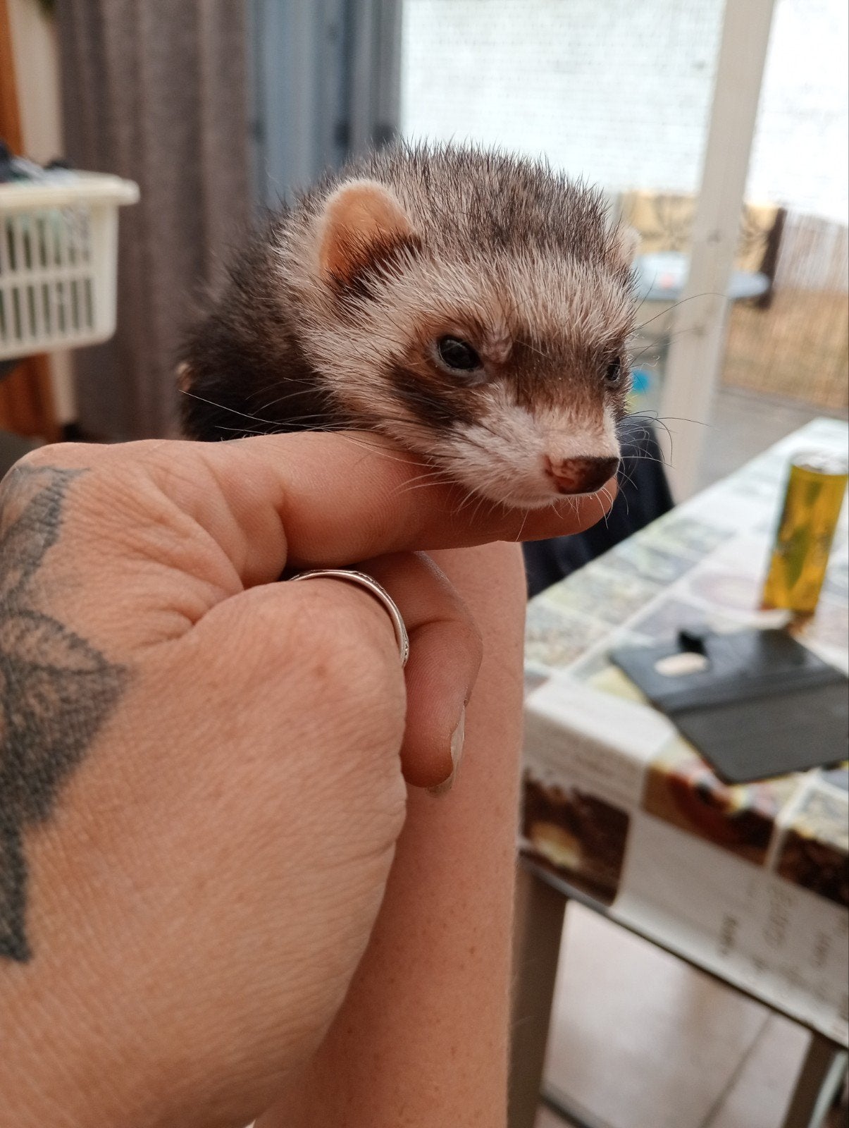 fretje vrouwtje, Dieren en Toebehoren, Overige Dieren, Mei, Vrouwelijk